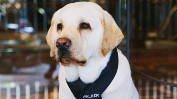お客様 お散歩ですか ご一緒します オーストラリアのホテルで犬のコンシェルジュを採用 17年10月12日 エキサイトニュース