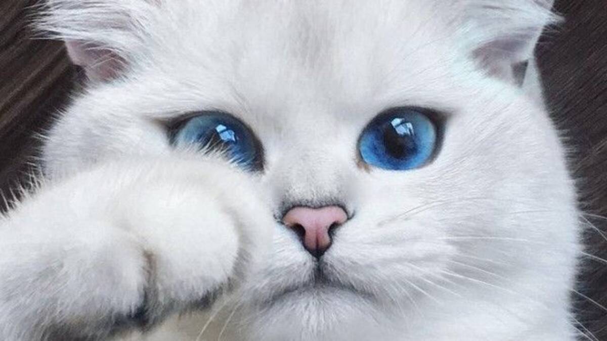 世界一小さな魅惑的世界 猫の瞳 美しい瞳の猫プチ画像集が発見された 17年10月25日 エキサイトニュース