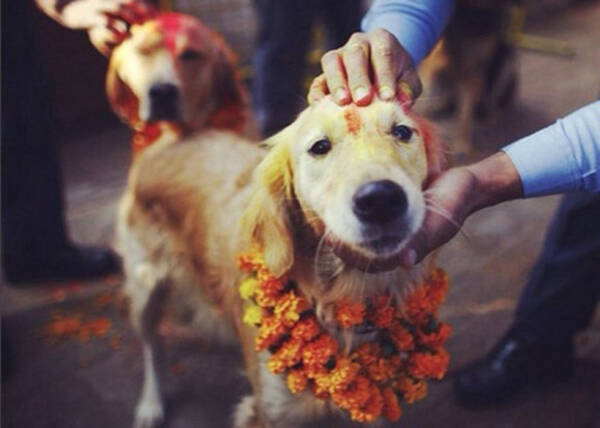 神の使いである犬たちが花飾りをつけ盛大に称えられるネパールの犬まつり ククル ティハール 17年11月2日 エキサイトニュース