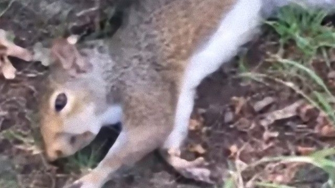 植物怖いシリーズ 食べるな危険 油断するとひどい目に遭う10の猛毒植物 19年9月11日 エキサイトニュース