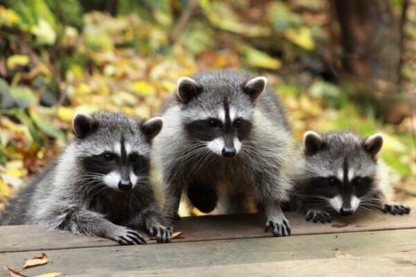 アライグマって予想以上に賢かった カラスと水差し 実験を行ったところ軽くクリアするどころかズルをする個体も 米研究 17年11月1日 エキサイトニュース