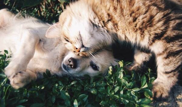 犬と猫 両方飼いたい人の為の 犬と猫を仲良くさせるための9つのコツ 17年11月26日 エキサイトニュース