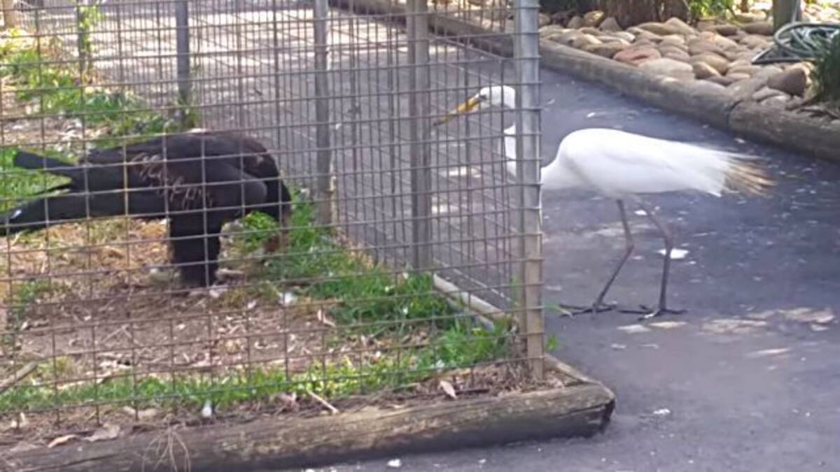 ちっ 惜しい 檻の中にいるも知恵者なワシ 自分の餌で鳥をおびき寄せ捕食を試みる 17年12月4日 エキサイトニュース