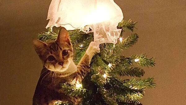 破壊神が降臨した クリスマスを守り切れなかったご家庭の様子をご覧ください 2017年12月18日 エキサイトニュース