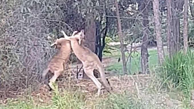 愛犬を助けるために カンガルーとガチバトル 思わずパンチを食らわせてしまった男性がいた 17年3月21日 エキサイトニュース