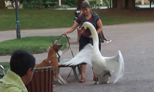 お前は俺を怒らせた の怖いやつ 白鳥パイセンのターゲットになってしまった犬と飼い主の場合 18年1月8日 エキサイトニュース