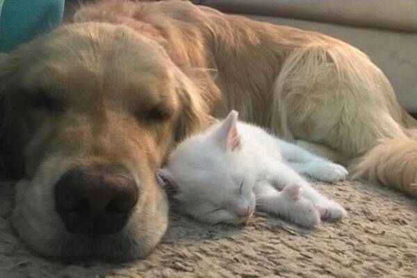 子猫ちゃん 甘えていいのよ あたしがママよ 弱り果てた子猫の母親役をかって出たゴールデン レトリーバー アメリカ 18年1月6日 エキサイトニュース