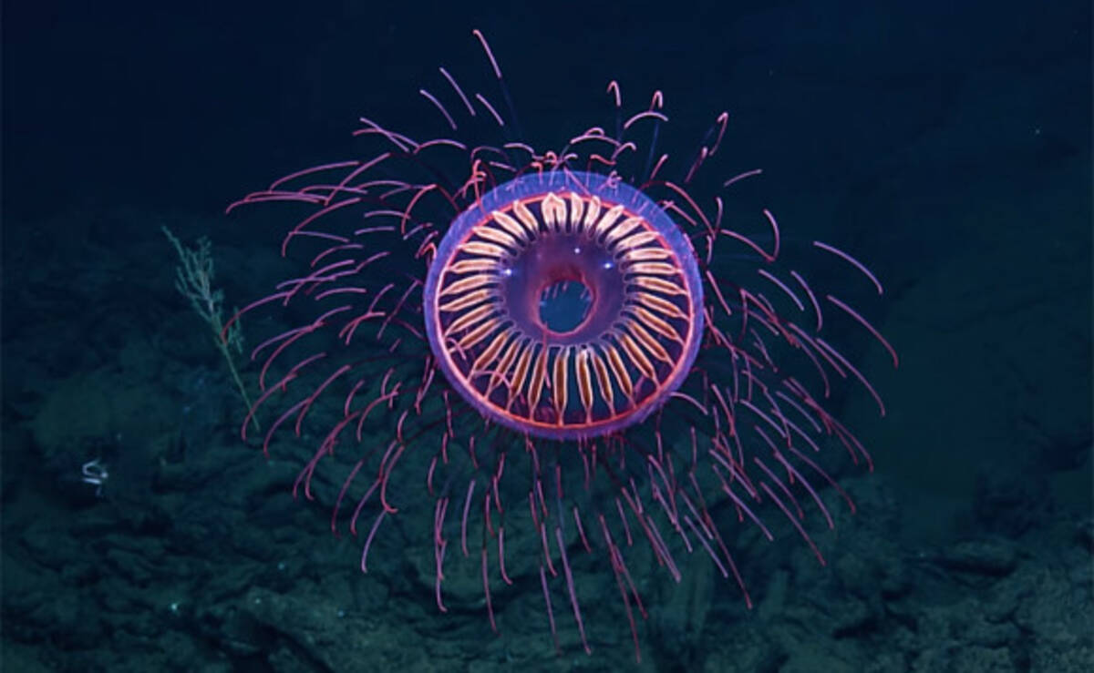 海の中に打ち上げられた大輪の花火 花火のような深海クラゲの美しい映像 18年1月16日 エキサイトニュース
