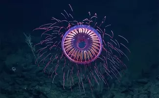 深海ファンタジー 海の最深部 超深海帯 ヘイダルゾーン に関する驚きの8つの事実 17年1月21日 エキサイトニュース 5 5