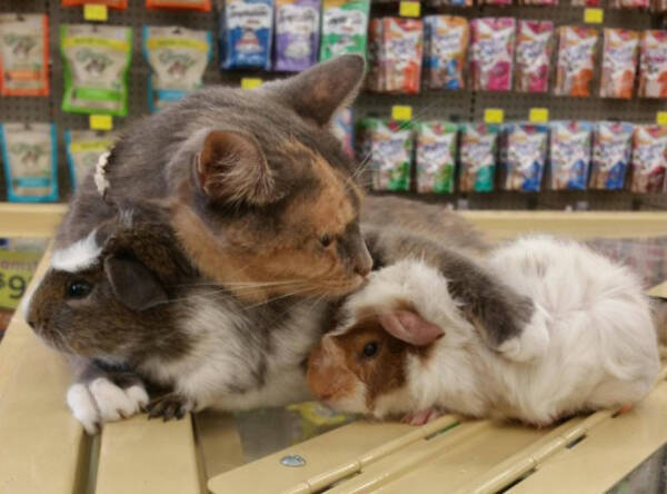 猫がモルモットを溺愛しながら仲良く店番をしているペット用品店 18年1月12日 エキサイトニュース