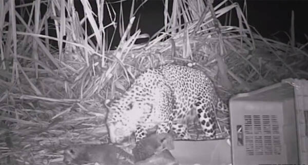 置き去りになっていた3匹のヒョウの赤ちゃんが人間の手を借りてやっと母親と再会 その瞬間の記録映像 インド 18年1月14日 エキサイトニュース