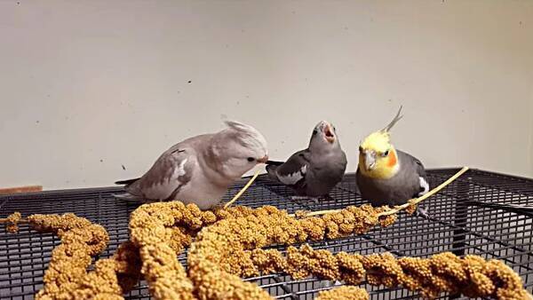 お腹空いたよ ご飯ほしいよ 待ちきれなくて初めて自分でご飯を食べるオカメインコのヒナ 18年1月18日 エキサイトニュース