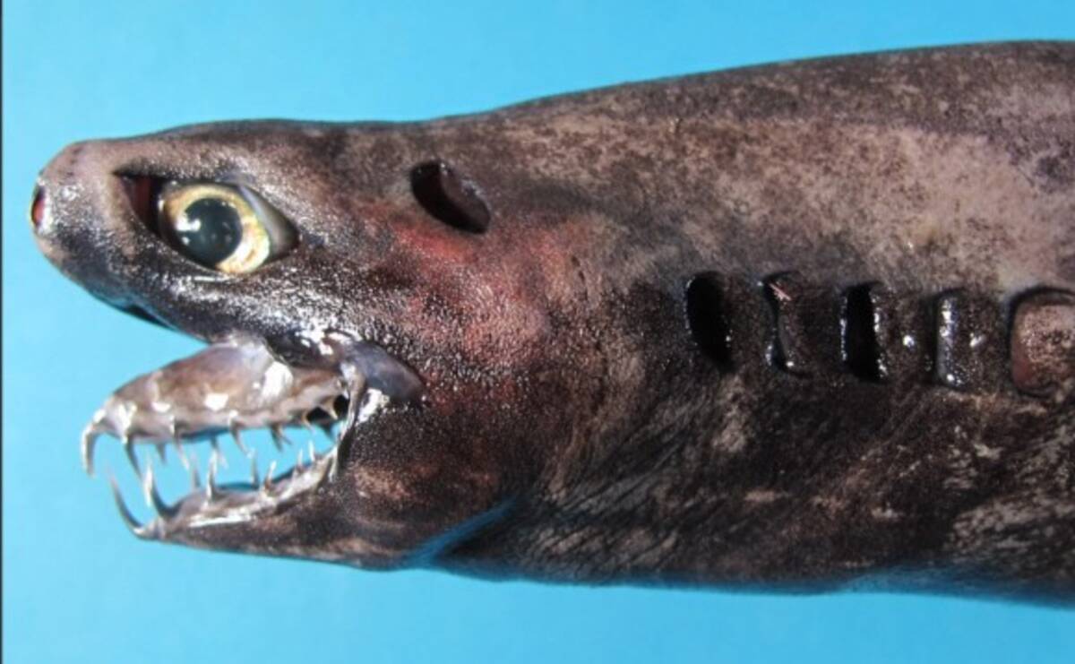 深海のエイリアン 腹面に無数の発光器を持つ希少種 ワニグチツノザメの生体が引き揚げらられる 台湾 18年1月日 エキサイトニュース