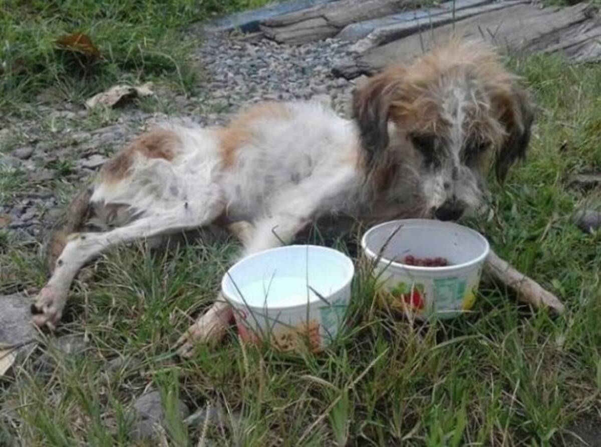 ネグレクトで瀕死の状態にあった犬が救助され奇跡的に回復し 里親に引き取られた矢先の出来事だった 18年1月23日 エキサイトニュース