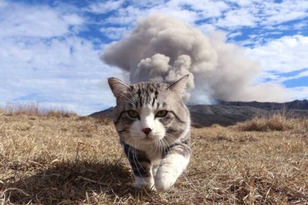 火山噴火をバックに歩く猫があまりにも勇ましかったのでコラ職人がんばる 18年1月24日 エキサイトニュース