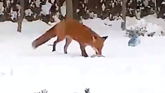 何を話しているんだろう 2匹のキツネが楽しそうにキャフキャフおしゃべり 要音声 21年4月5日 エキサイトニュース