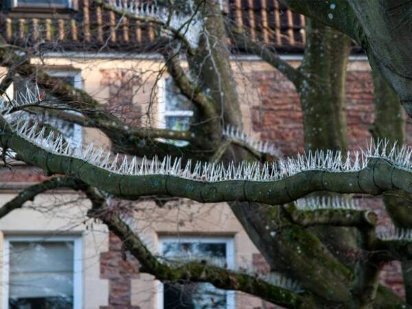 高級車にフンが落ちることを防止するため 木に鳥除けスパイクを設置して物議をかもす富裕層の住民 イギリス 18年1月30日 エキサイトニュース
