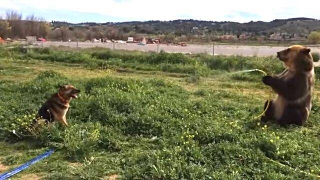 どう 少しは涼しくなった 相棒の犬にホースで水をかけてやるクマ 2018年2月5日 エキサイトニュース