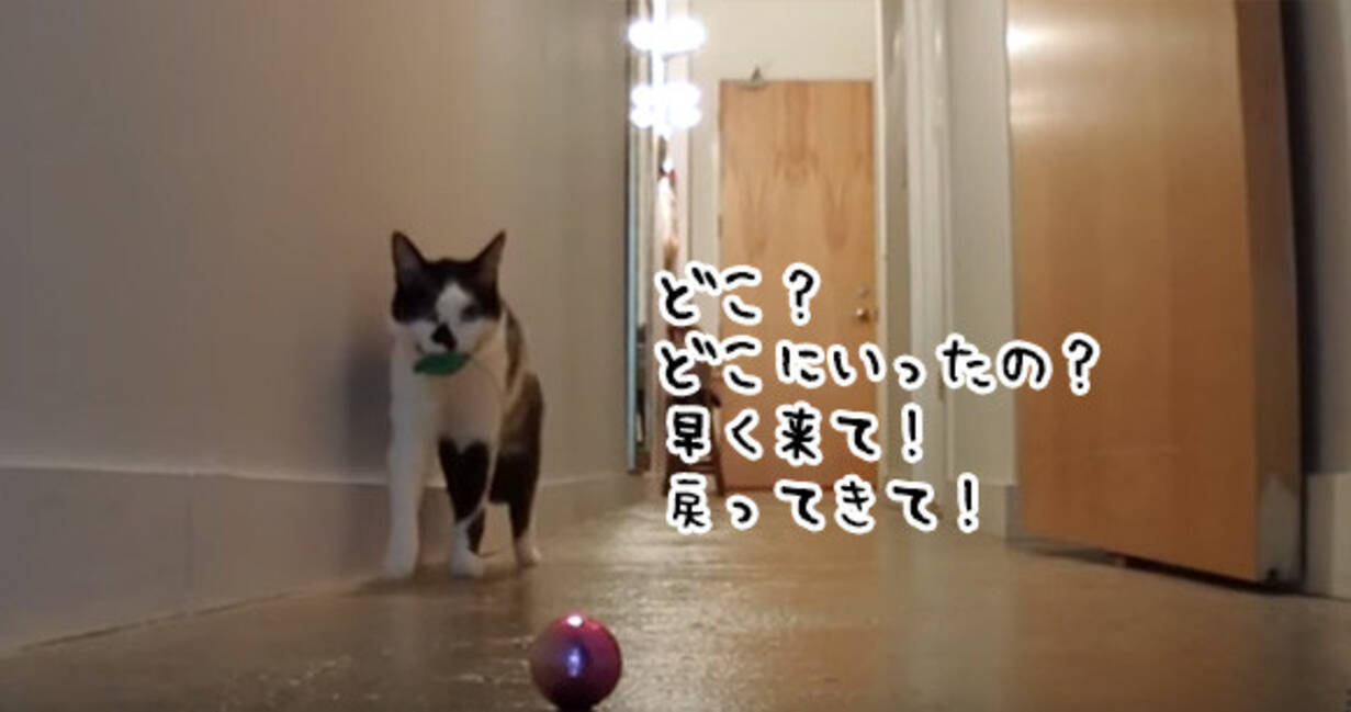 猫は飼い主が外出した直後どうなるのか 超寂しがりやの猫の場合 18年2月16日 エキサイトニュース