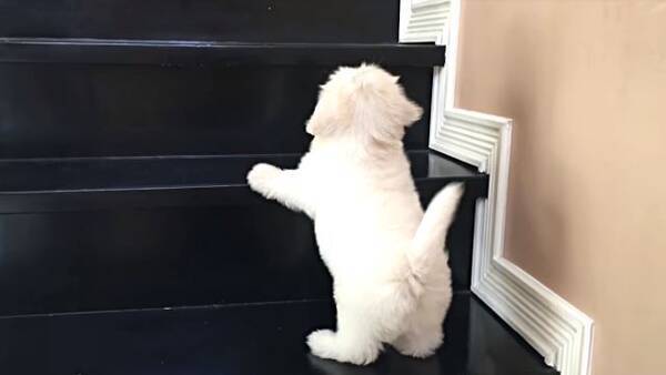 がんばれ！ネバーギブアップ！」階段を一生懸命上るマルチーズの子犬に声援を送ろう (2018年2月17日) - エキサイトニュース