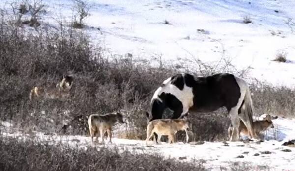 群れから外れた1頭の馬を受け入れた6匹のオオカミの群れ 18年2月日 エキサイトニュース
