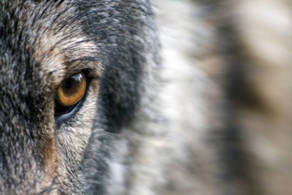 より強い人間になるためにオオカミから学べる12の特性 18年2月22日 エキサイトニュース