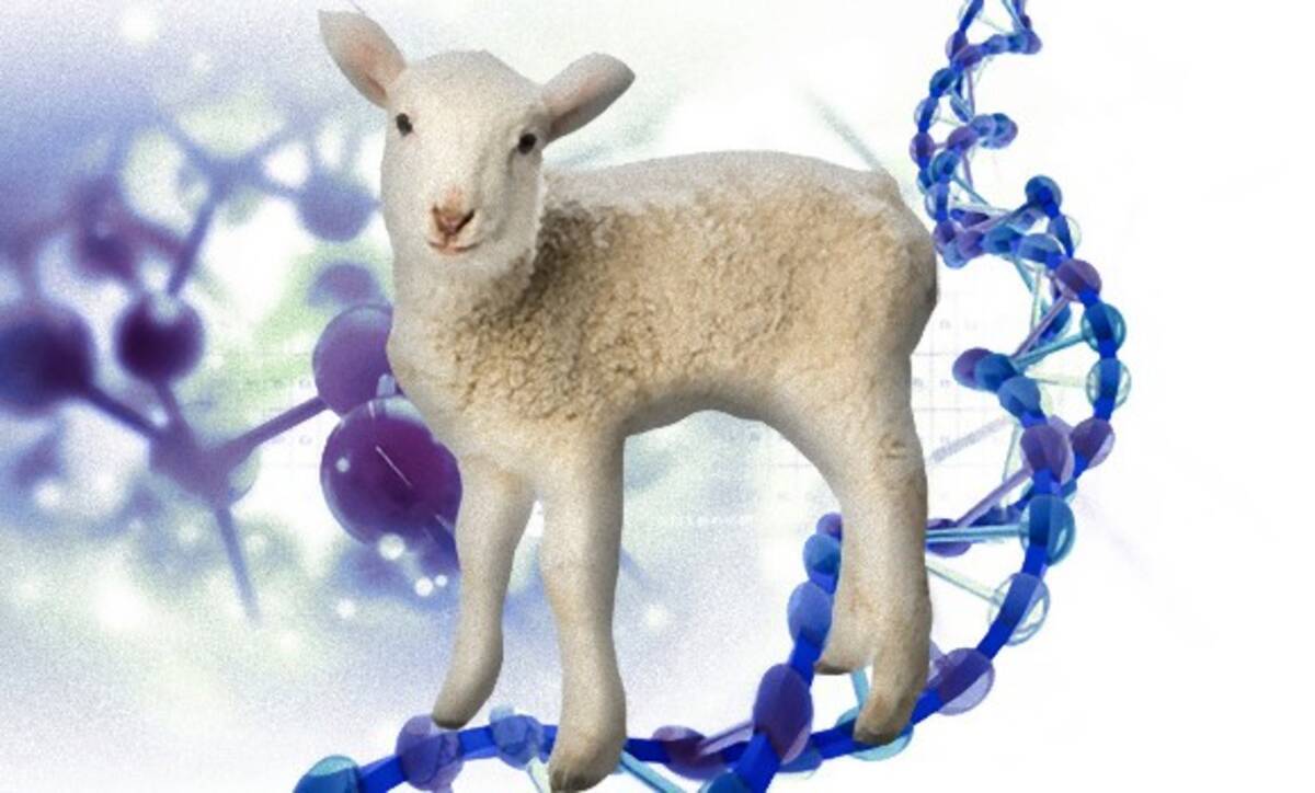 羊と人間のキメラ 人間の細胞を持つヒツジの胎児が誕生 米研究 18年2月22日 エキサイトニュース