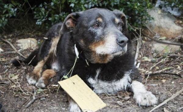 突如姿を消した老犬 その驚きの理由は 首元に結びつけられたメモ書きで明らかに ニュージーランド 18年2月26日 エキサイトニュース