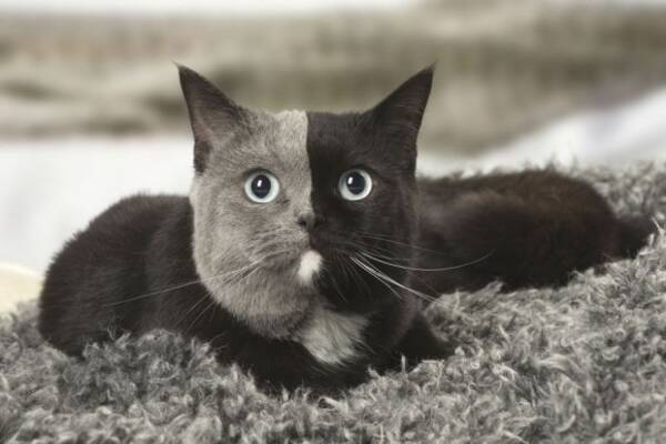真ん中でくっきりわかれた二色顔 黒とグレーのスタイリッシュな配色で人気急上昇中の猫 ナルシアさんにズームイン フランス 18年3月1日 エキサイトニュース