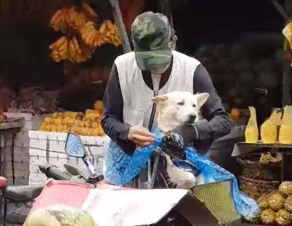 雨に濡れたら冷たかろう 誰よりも犬を愛するおじいさん カッパを着せて帽子をかぶせて自転車でgo フィリピン 18年3月3日 エキサイトニュース