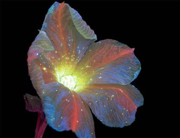 複眼に映る花々はこんなにも美しくて神秘的 不可視光を見る昆虫たちの独特の視覚を再現 18年3月7日 エキサイトニュース