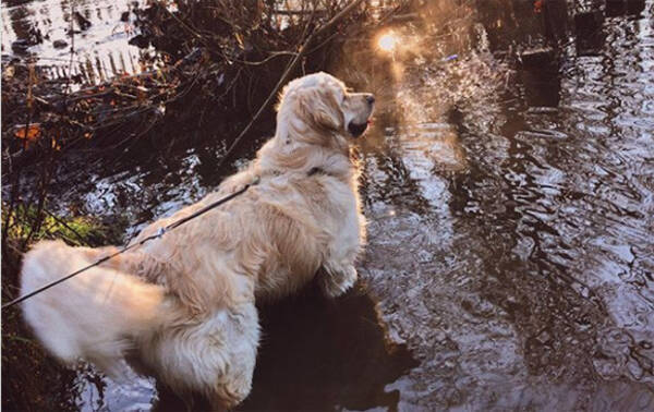 縦読みすると 最愛の犬を亡くし 失意のどん底にいた先生に贈られた生徒からの心温まる手紙 スコットランド 18年3月10日 エキサイトニュース