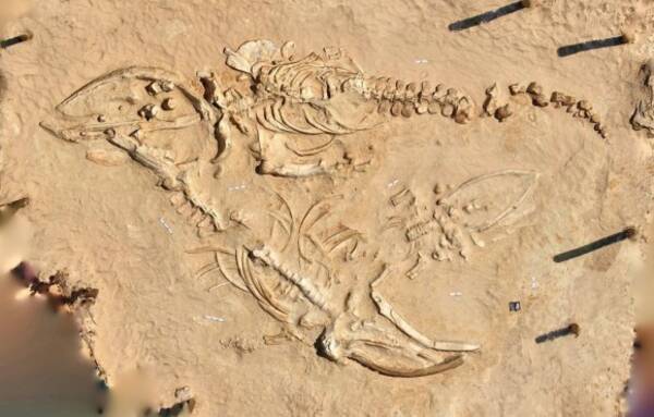 クジラの骨が大量に眠る 世界5つのクジラの墓場 18年3月3日 エキサイトニュース