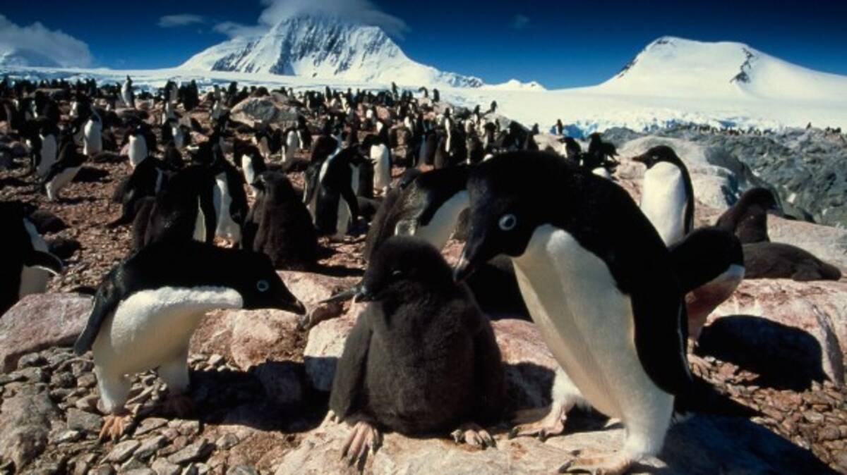 その数なんと150万羽 南極 デンジャー諸島でペンギンの巨大コロニーが発見される 18年3月11日 エキサイトニュース