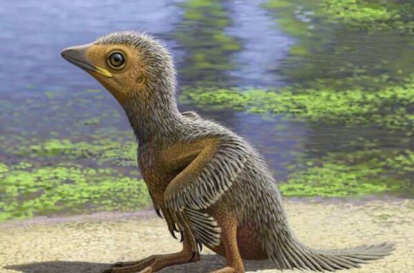 鳥の進化を解き明かす1億2700万年前のエナンティオルニスの雛 ヒナ の化石 18年3月12日 エキサイトニュース