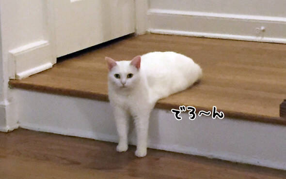 後ろ足を隠した猫があまりにもクリーチャーじみていたのでコラ職人