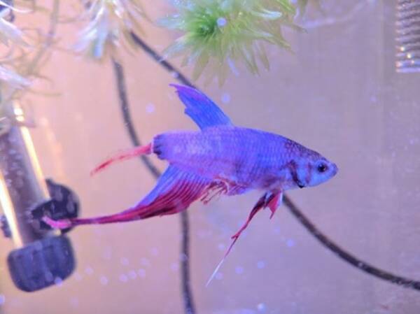 販売店で瀕死の熱帯魚をレスキュー 尾ビレがちぎれて悲惨な状態からゴージャスな姿に奇跡の回復 アメリカ 18年3月24日 エキサイトニュース