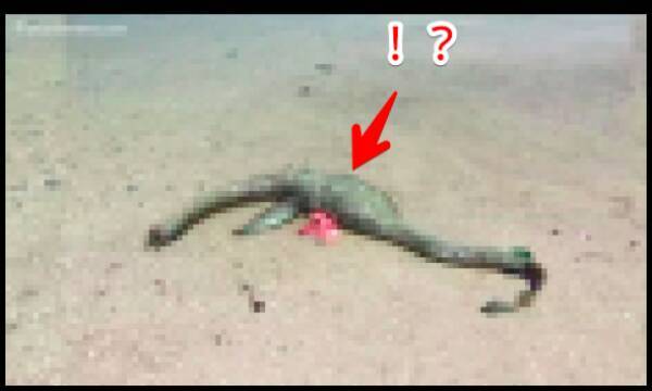 我々のイメージするネッシーじゃないか ネス湖の怪物 ネッシー っぽい形状をした謎の死骸が海岸に打ち上げられる アメリカ 18年3月23日 エキサイトニュース