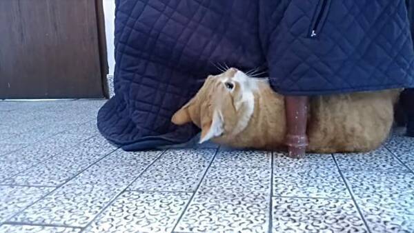 キュートなだけが売りじゃないよ ハードコアもまかせときな メタルなリズムにヘドバンする猫 18年3月26日 エキサイトニュース