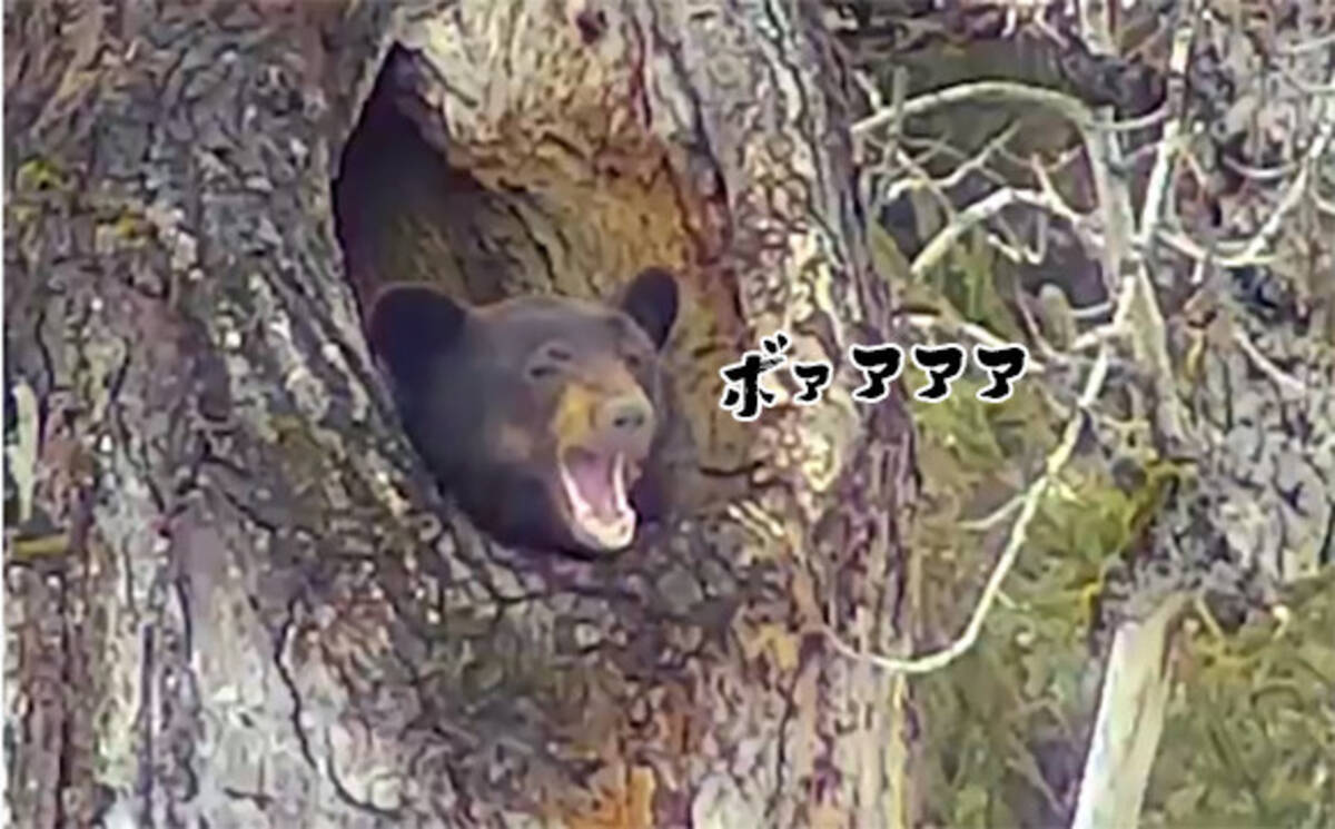 おまえがいたんかーい 高い位置にある木の穴で冬眠から目覚めたクマに対する人々の反応 18年4月6日 エキサイトニュース