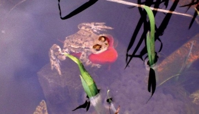 コモリガエル越え 赤ちゃんガエルを背中にしょって子育てするカエル 15年12月21日 エキサイトニュース