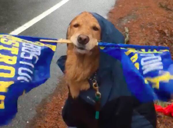 頑張れ頑張れ 大雨の中 旗をくわえてランナーたちを応援し続ける犬がいた アメリカ 18年5月1日 エキサイトニュース