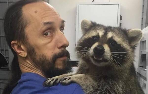 あらいぐまの恩返し 助けてもらったお礼に動物病院で患者さんを癒すお仕事を積極的にこなす ロシア 18年5月日 エキサイトニュース