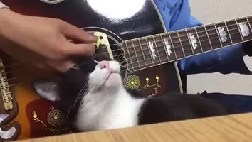 犬の名ドラマー 飼い主のギターに合わせて笑顔で演奏 年12月11日 エキサイトニュース