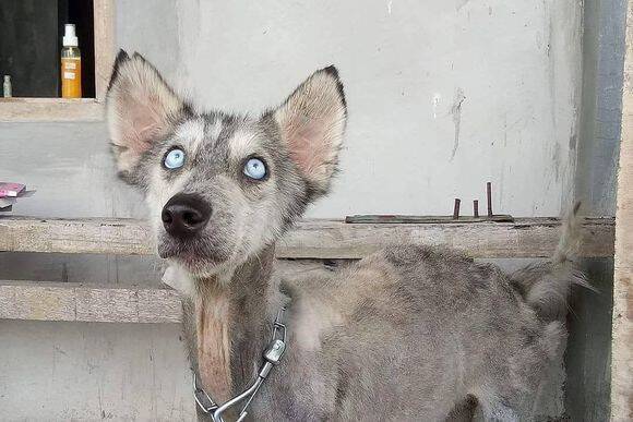 これがハスキー バリ島で変わり果てた姿のハスキー犬が保護される その10ヵ月後 本来の姿を取り戻す 18年5月21日 エキサイトニュース