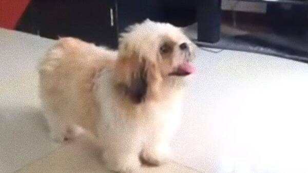 お尻はどこ と聞かれると はいどうぞ と真摯な瞳で見せてくれる犬の愛くるしさ 18年5月19日 エキサイトニュース