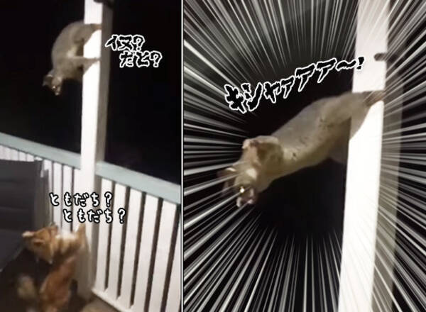 犬に見つかっちまったポッサム 咄嗟に取った威嚇のポーズがアグレッシブ ポールダンサー オーストラリア 18年5月28日 エキサイトニュース