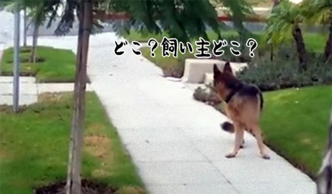 おしゃぶりに哺乳瓶にベビーカー 自分を人間の赤ちゃんと勘違いしているジャーマンシェパード犬 イギリス 16年5月6日 エキサイトニュース