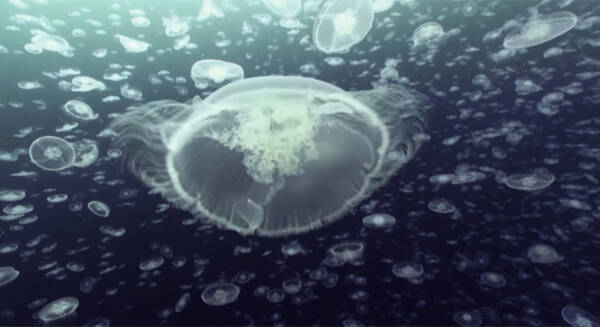 10時間たっぷり海の生き物たちを眺めていられる癒し動画 18年6月4日 エキサイトニュース