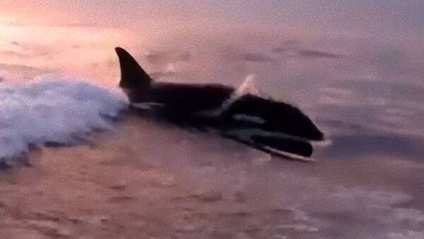 釣りを楽しんでいた男性たちの背後に海のギャング シャチとのスリリングな追いかけっこ 18年6月15日 エキサイトニュース